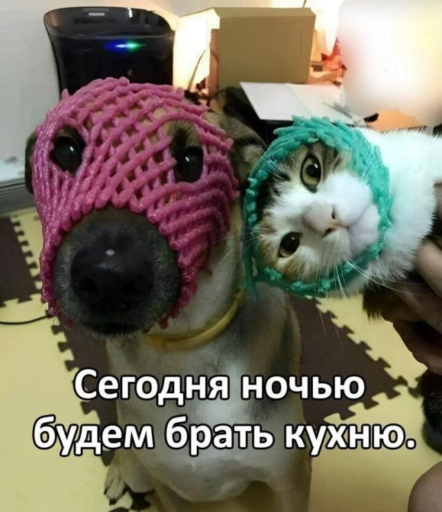 Смешные и забавные котоМЕМЫ