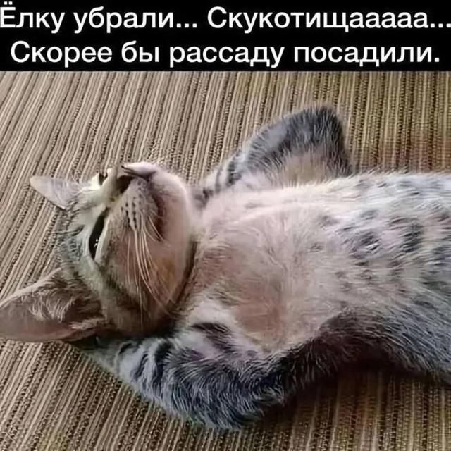 Смешные и забавные котоМЕМЫ