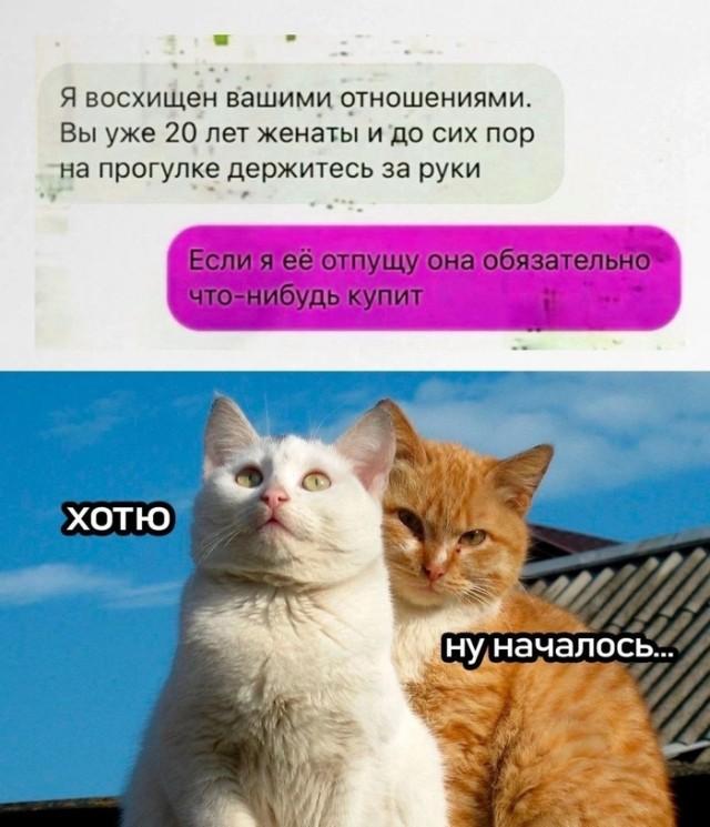 Смешные и забавные котоМЕМЫ