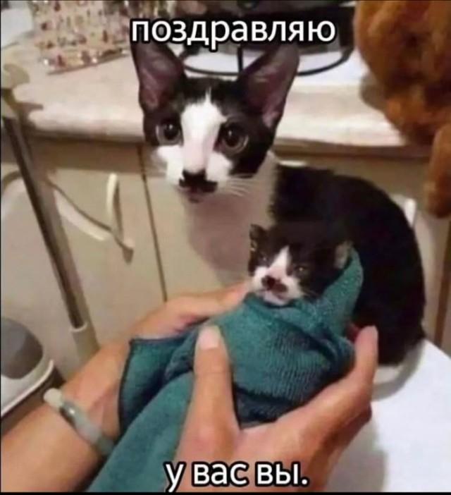 Смешные и забавные котоМЕМЫ