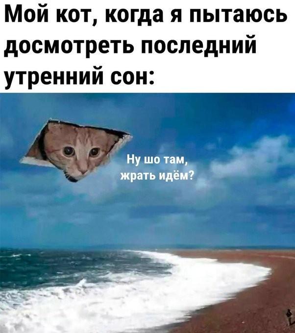 Смешные и забавные котоМЕМЫ