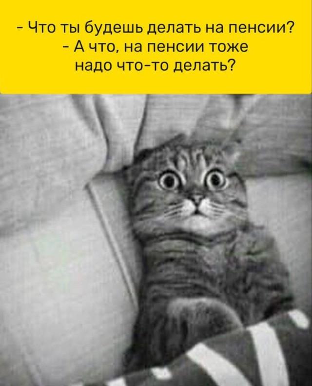 КотоМЕМЫ для хорошего настроения