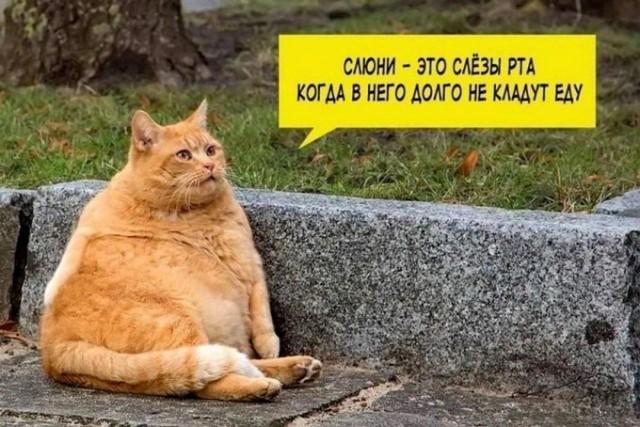 КотоМЕМЫ для хорошего настроения