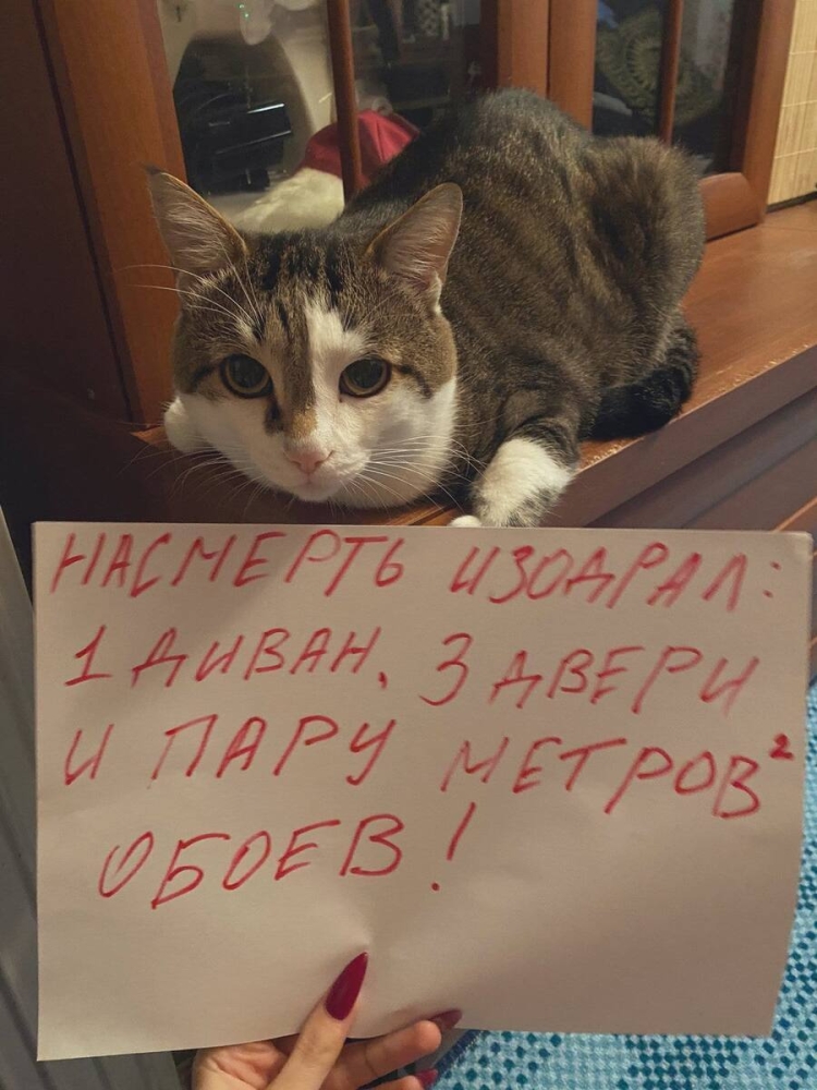 
        18 котиков, которых поймали с поличным и пристыдили, но они нисколько не сожалеют о своих преступлениях    