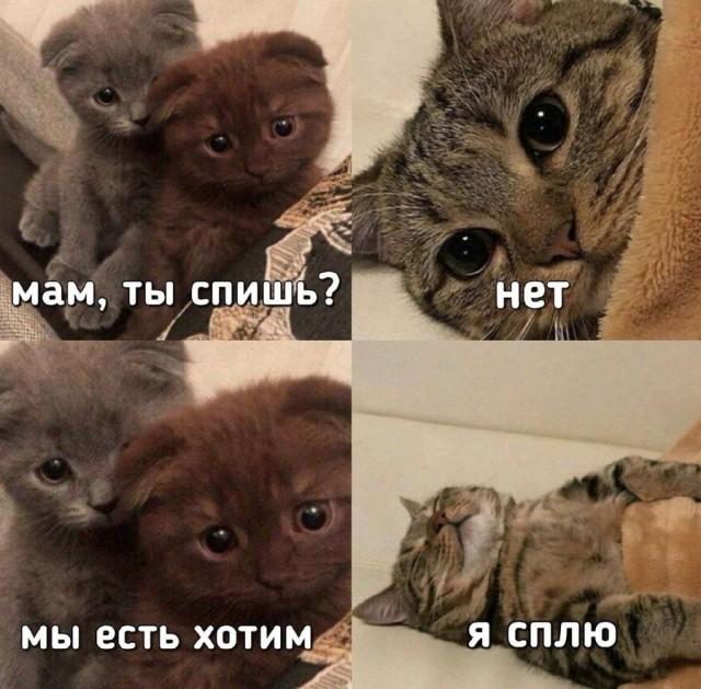 КотоМЕМЫ для хорошего настроения