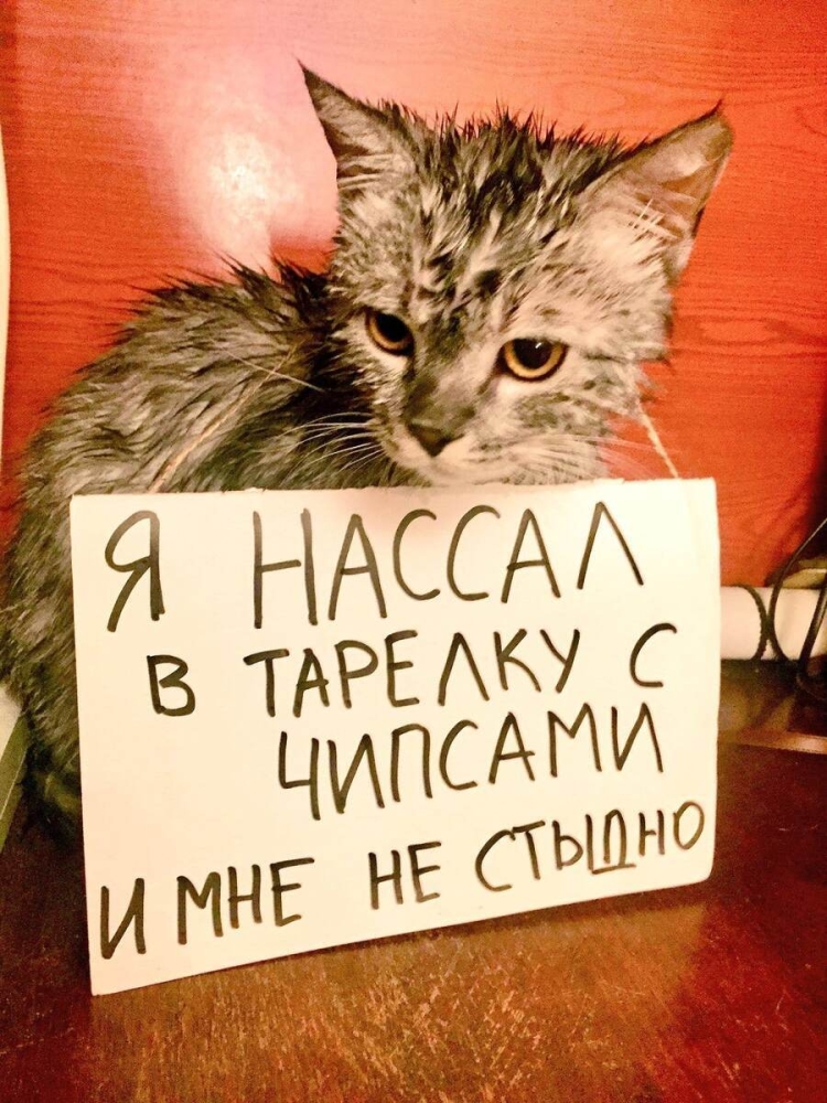 
        18 котиков, которых поймали с поличным и пристыдили, но они нисколько не сожалеют о своих преступлениях    