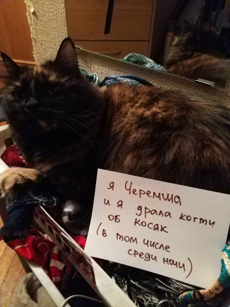 
        18 котиков, которых поймали с поличным и пристыдили, но они нисколько не сожалеют о своих преступлениях    