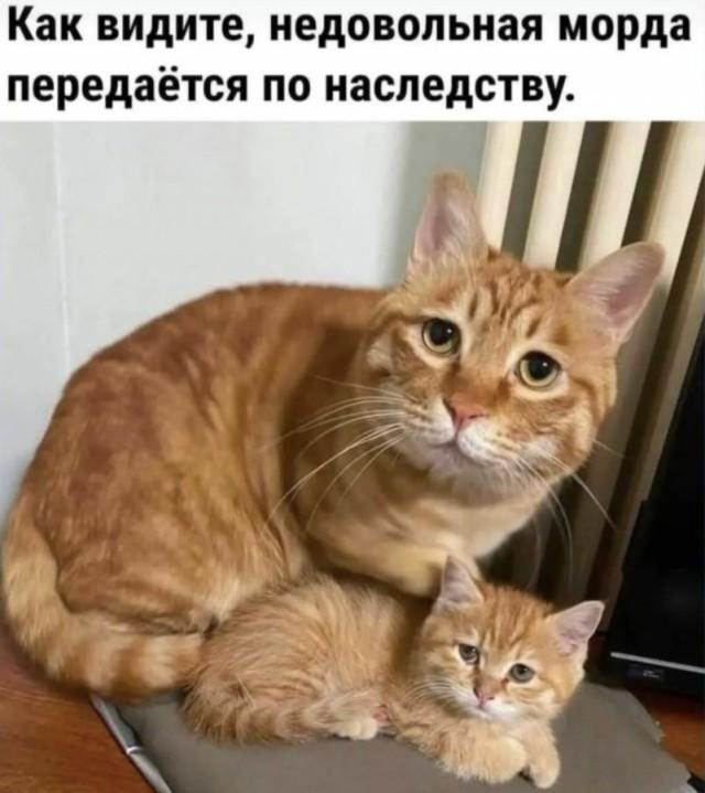 КотоМЕМЫ для хорошего настроения