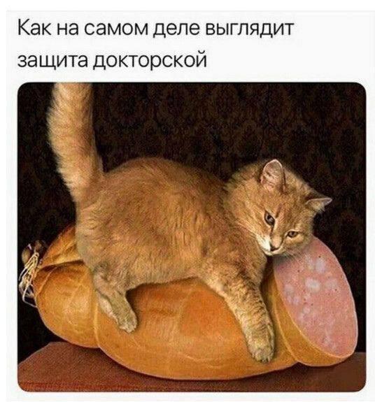 КотоМЕМЫ для хорошего настроения