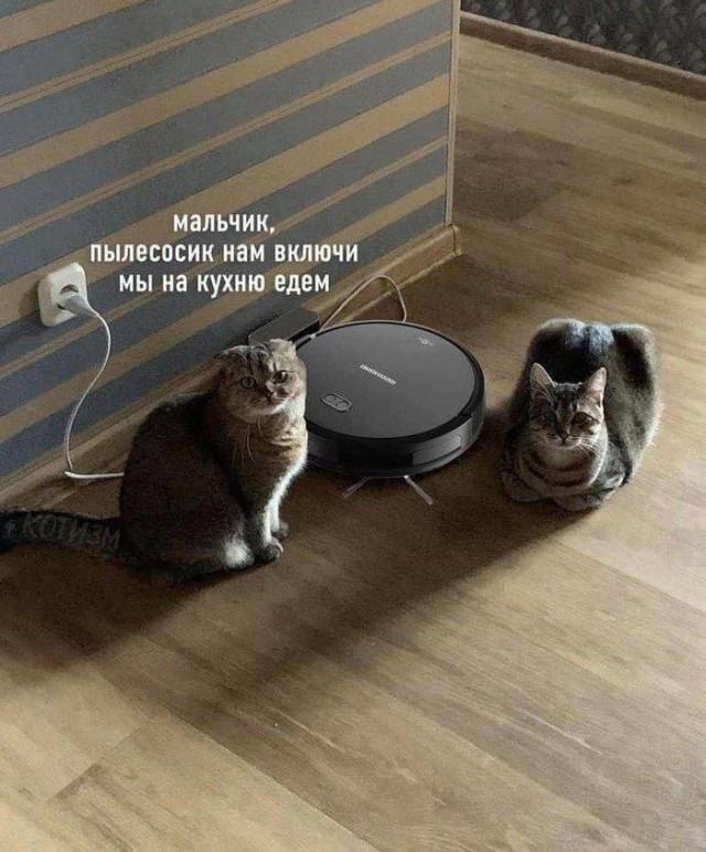 КотоМЕМЫ для хорошего настроения