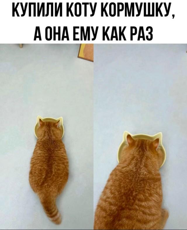 КотоМЕМЫ для хорошего настроения