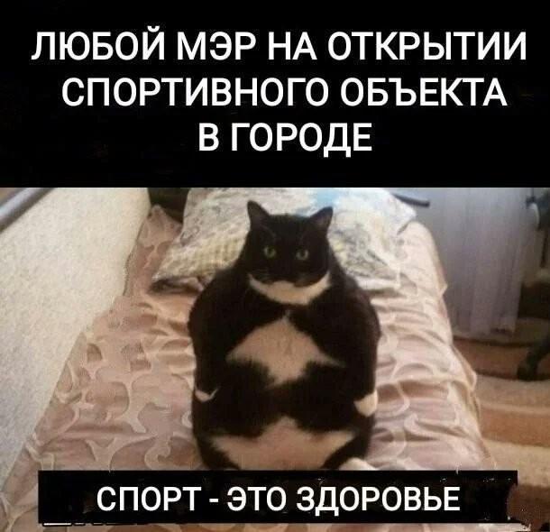 Смешные и забавные котоМЕМЫ