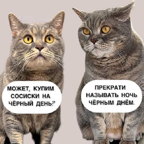 КотоМЕМЫ для хорошего настроения