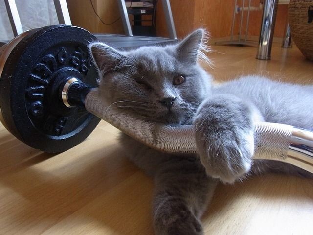 
        20 котиков на спорте, доказавших, что они могут не только изящно лениться    