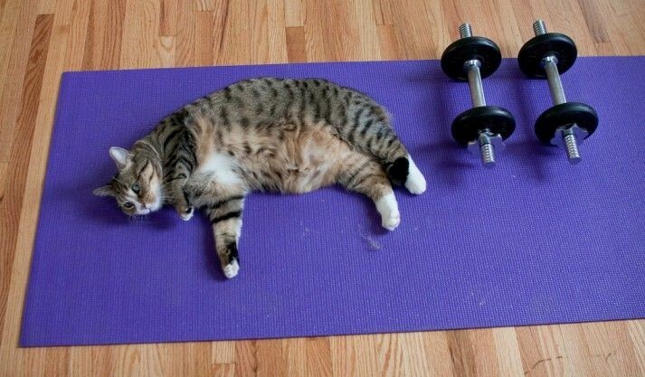 
        20 котиков на спорте, доказавших, что они могут не только изящно лениться    