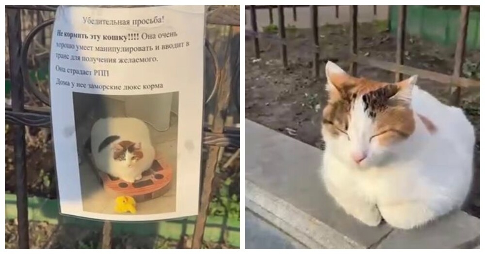 
        Упитанная кошка-манипулятор выходит из дома на улицу и выпрашивает еду у прохожих    