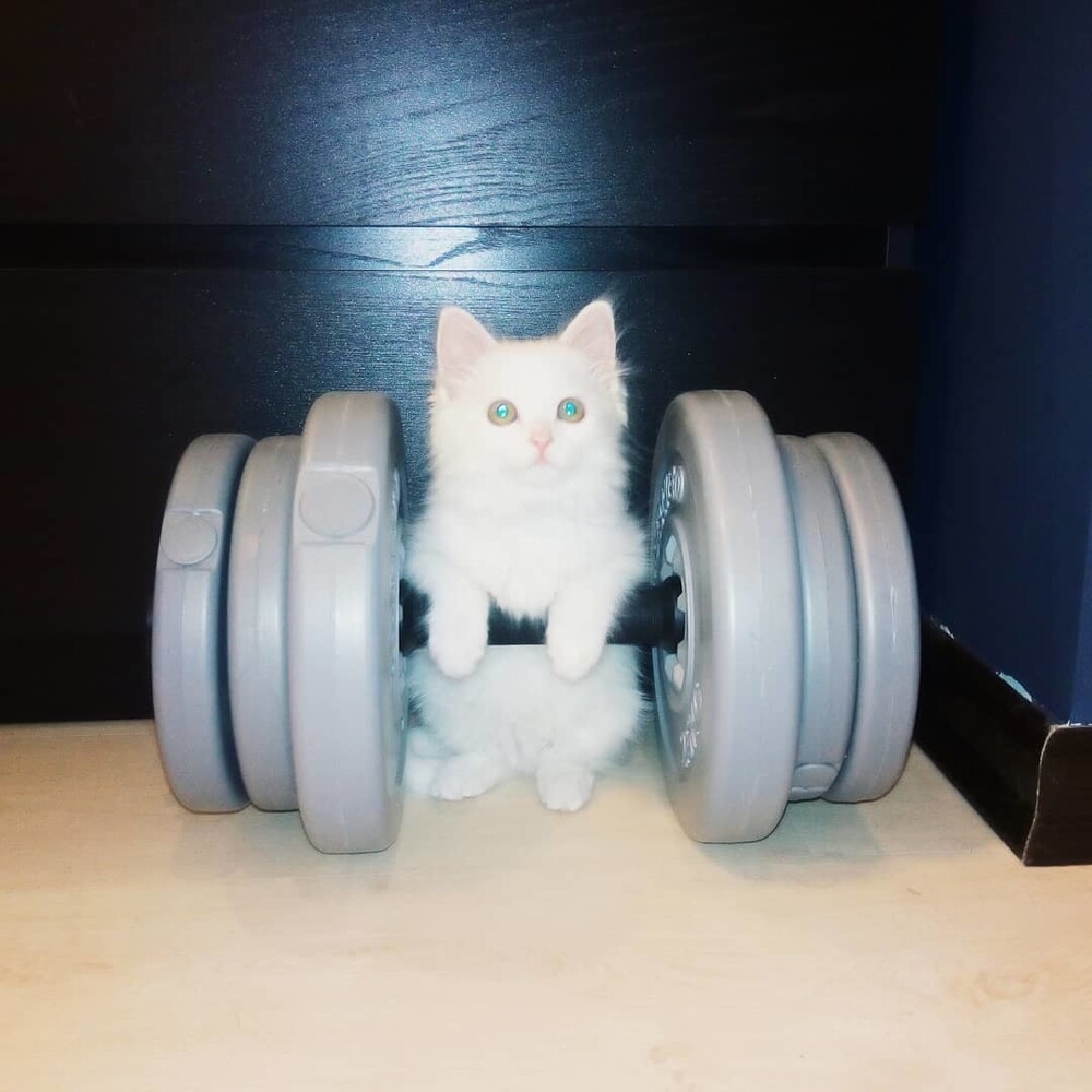 
        20 котиков на спорте, доказавших, что они могут не только изящно лениться    