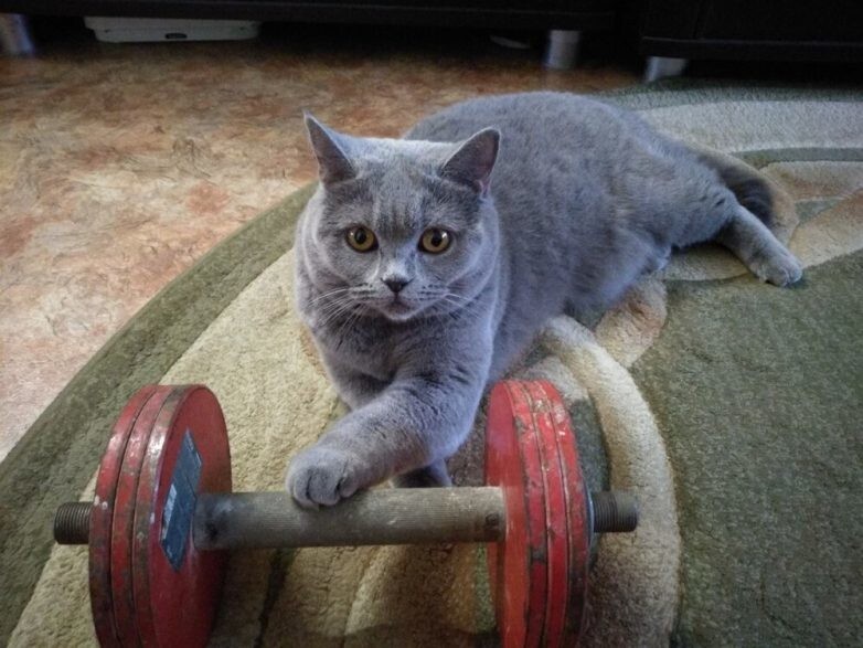 
        20 котиков на спорте, доказавших, что они могут не только изящно лениться    