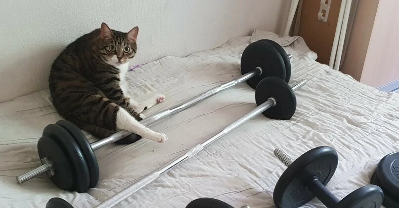 
        20 котиков на спорте, доказавших, что они могут не только изящно лениться    