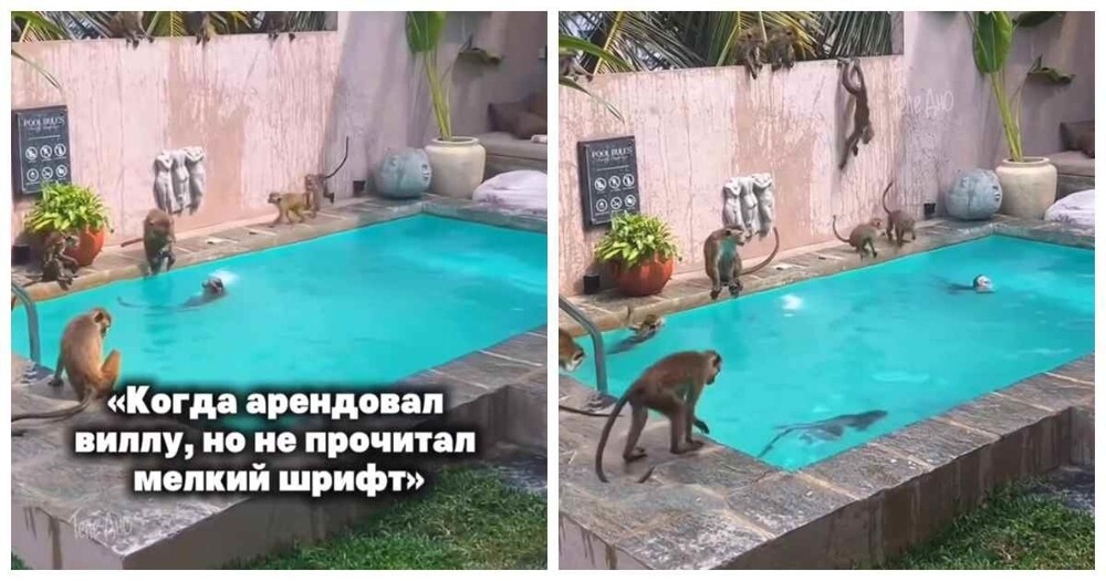 
        На Шри-Ланке туристы арендовали виллу с «сюрпризом»    