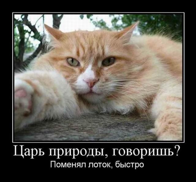 
			Демотиваторы №3652 (18 фото)