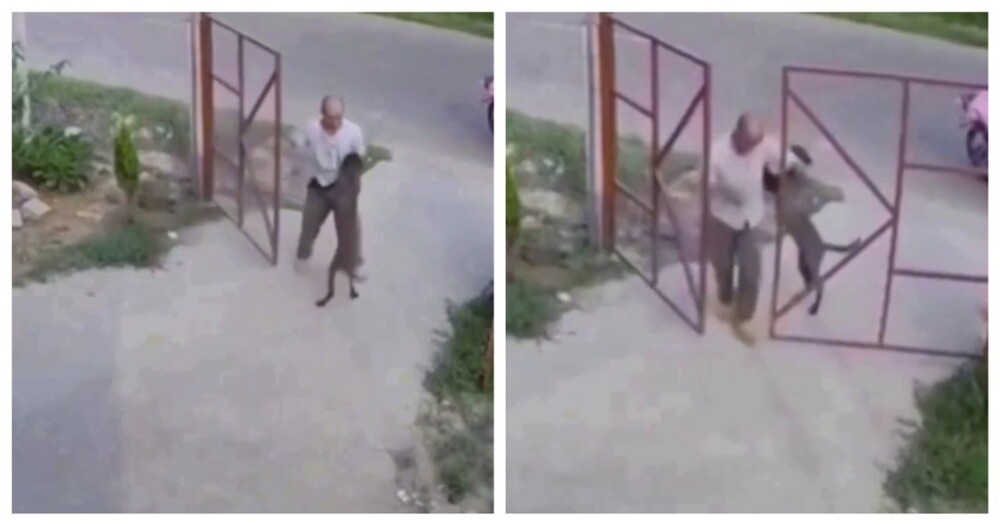 
        Собака не хочет расставаться с хозяином    