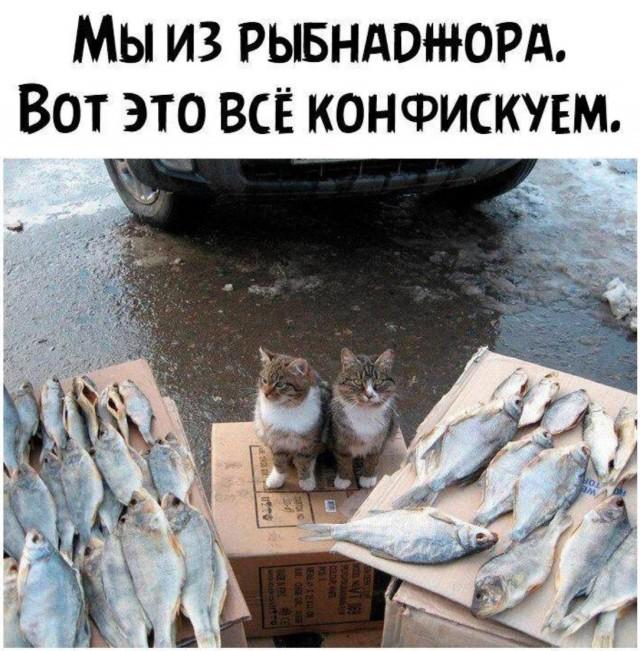Подборка картинок-баянов с котиками и про котиков