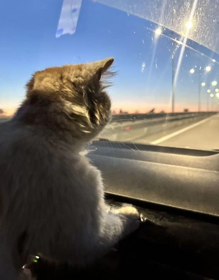 
        Котик с Донбасса    