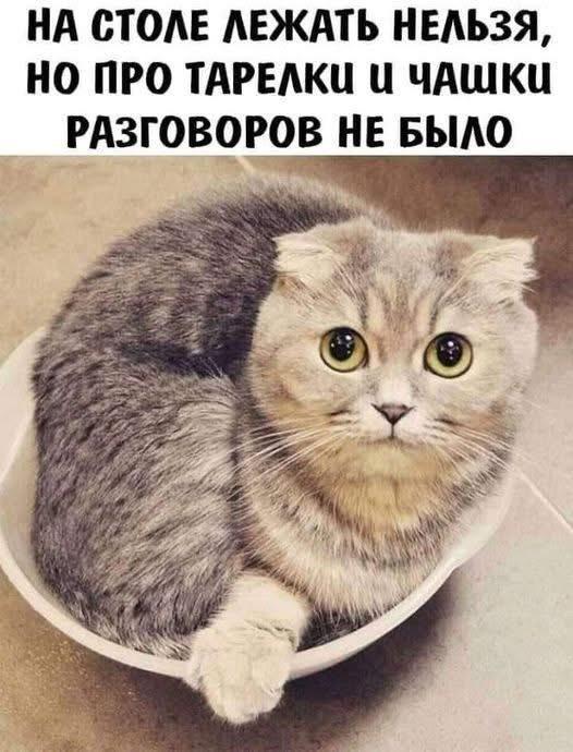 Подборка картинок-баянов с котиками и про котиков
