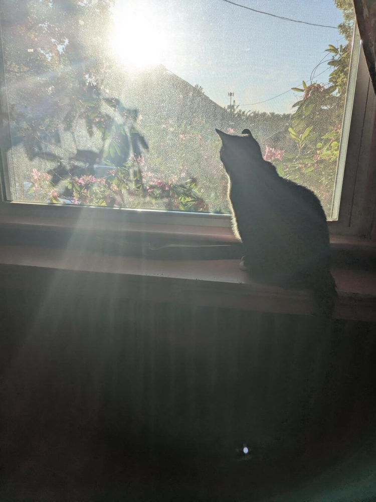 
        20+ котеек, которые ежедневно решают важные задачи и дают нам ценные жизненные уроки    
