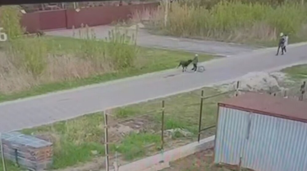 
        Алабай напал на ребёнка в Подмосковье    