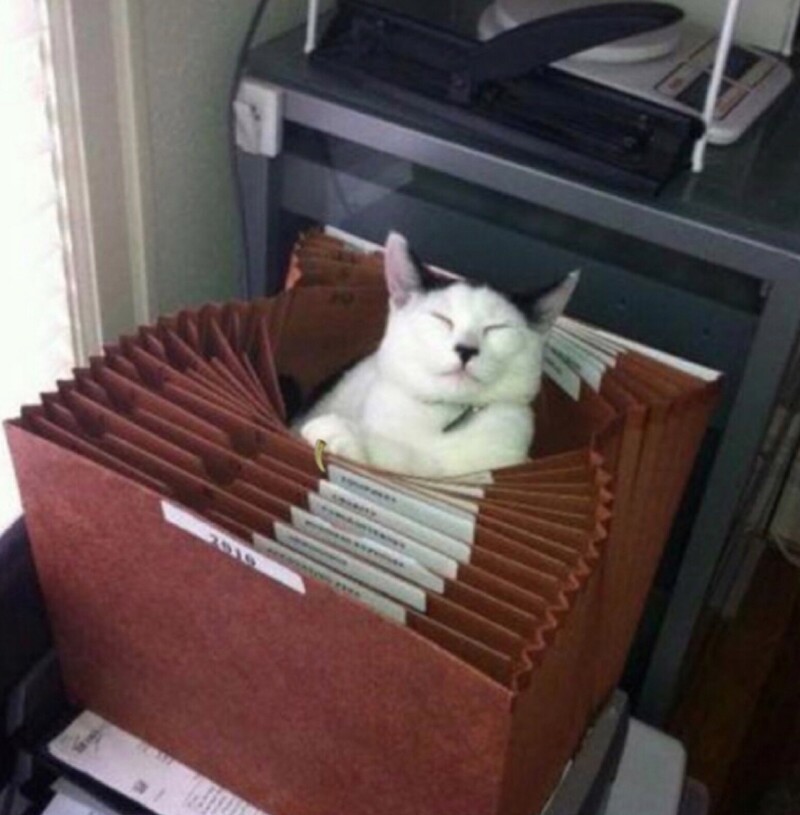 
        20+ котиков с умилительными мордашками, способными растопить даже самое чёрствое сердце    