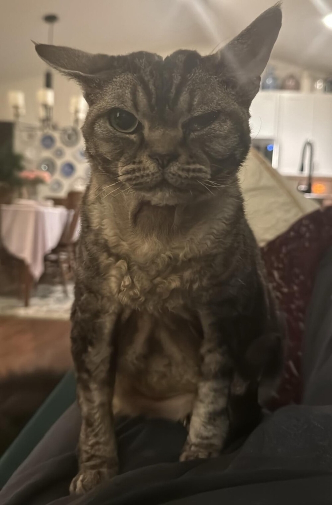 
        20+ котеек, которые ежедневно решают важные задачи и дают нам ценные жизненные уроки    