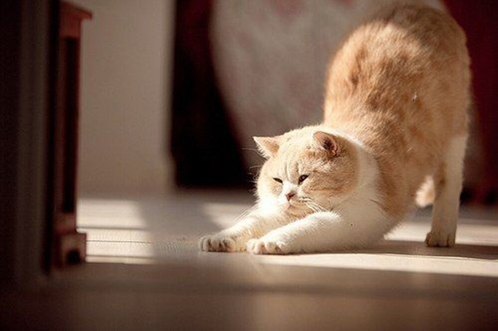 
        Кошачья йога: 20 фото, которые доказывают, что коты гнутся лучше, чем мы    