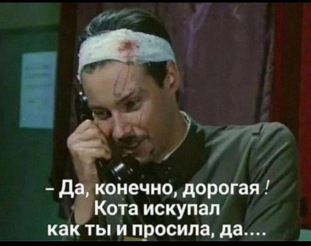 Подборка картинок-баянов с котиками и про котиков
