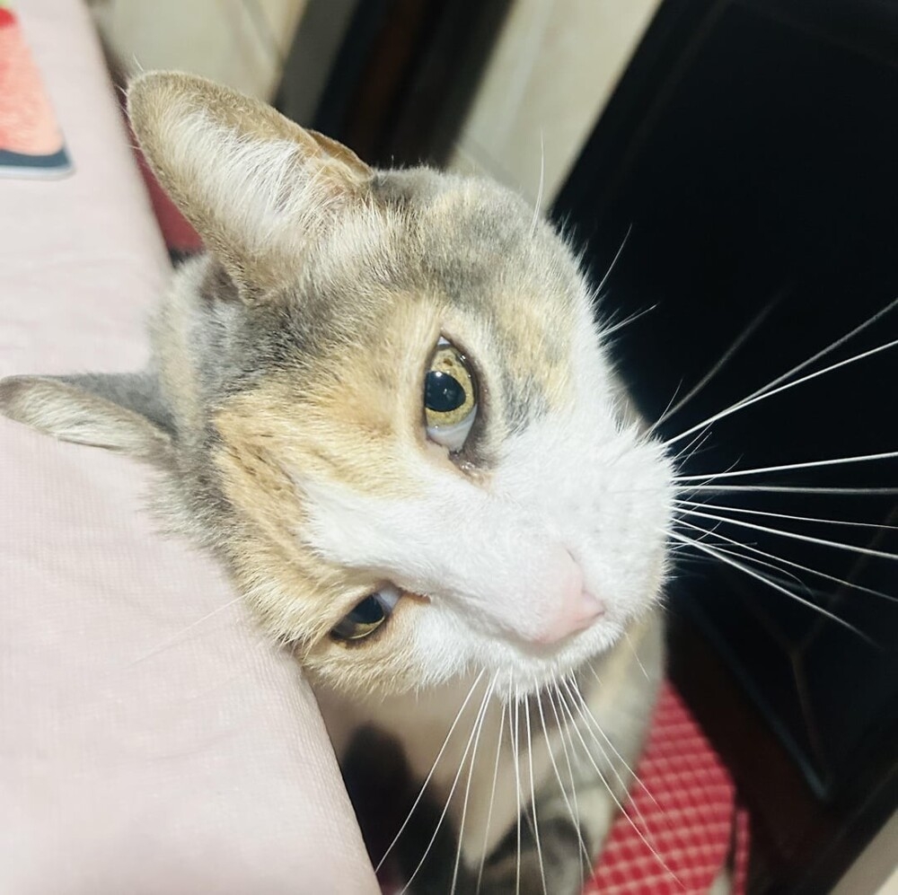 
        20+ котеек, которые ежедневно решают важные задачи и дают нам ценные жизненные уроки    