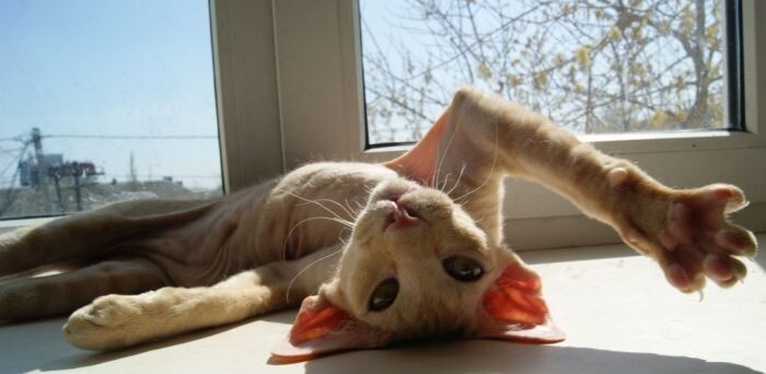 
        Кошачья йога: 20 фото, которые доказывают, что коты гнутся лучше, чем мы    