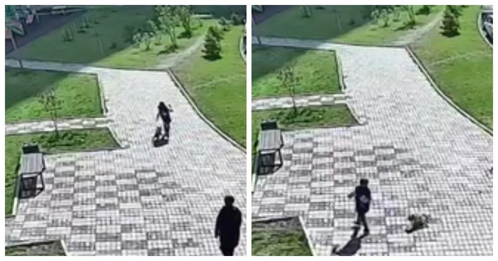 
        Маленький, но очень злой пёс напал на мальчика в Красноярске    