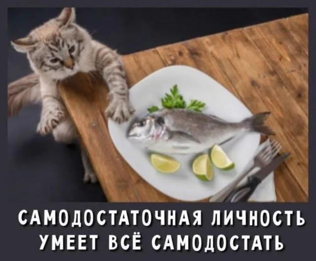 Подборка картинок-баянов с котиками и про котиков