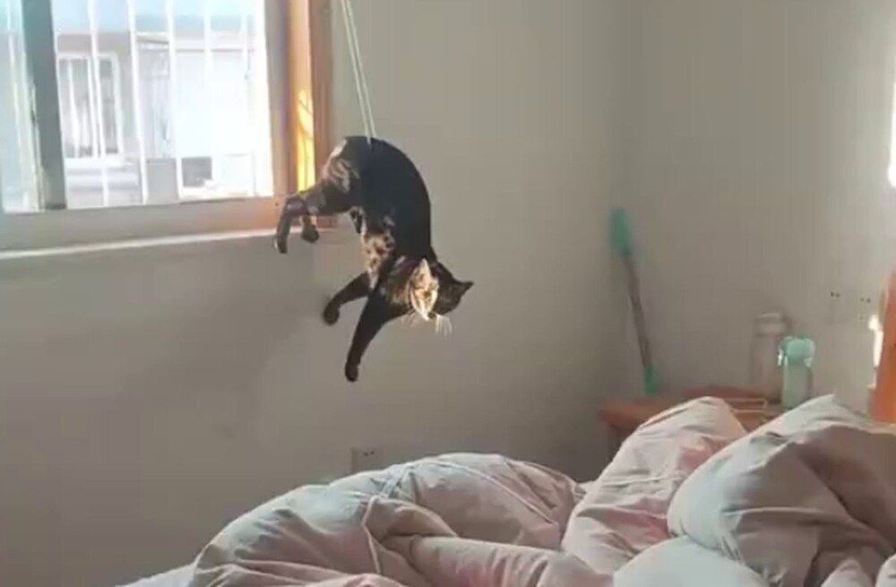 
        Коротко о котах и их «везении»    