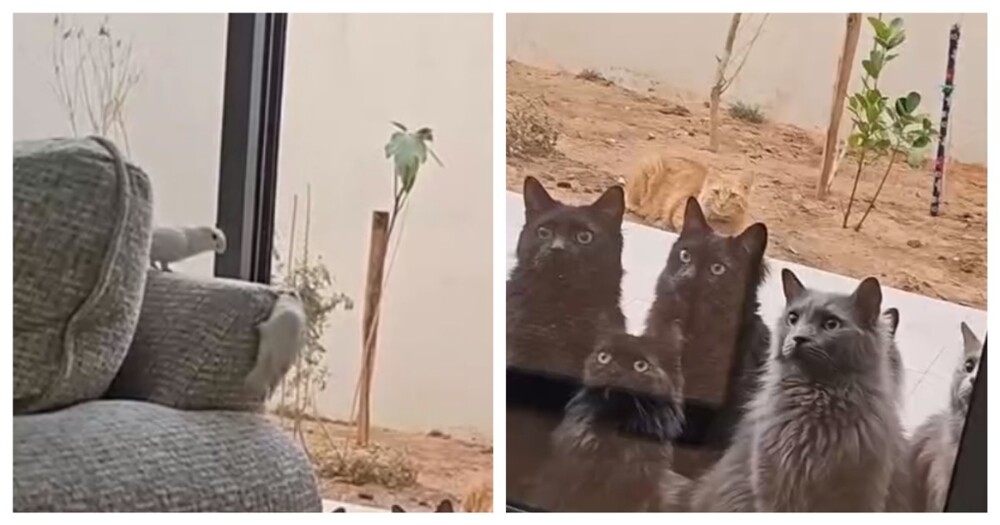 
        Коты наблюдают за попугаями в доме    
