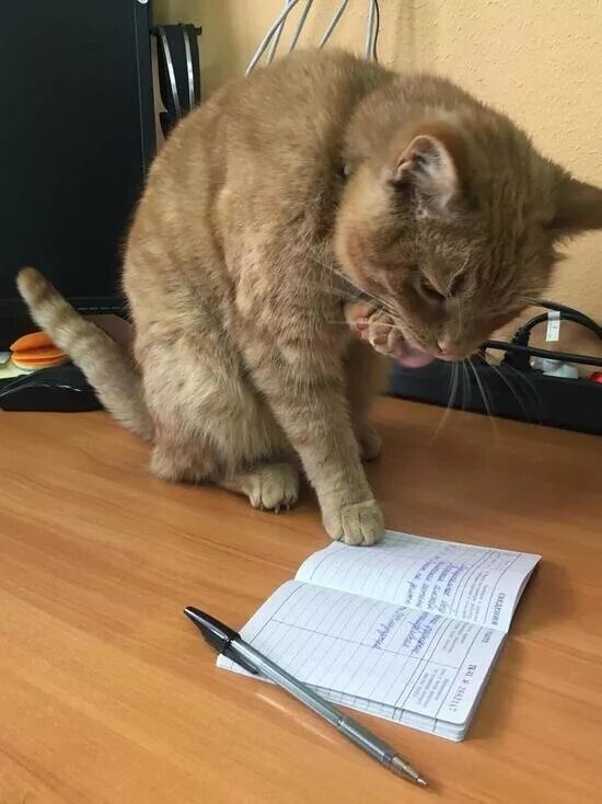 
        Трудовые будни хвостатых: 20 котеек, которые трудятся как люди и отлично справляются с работой    