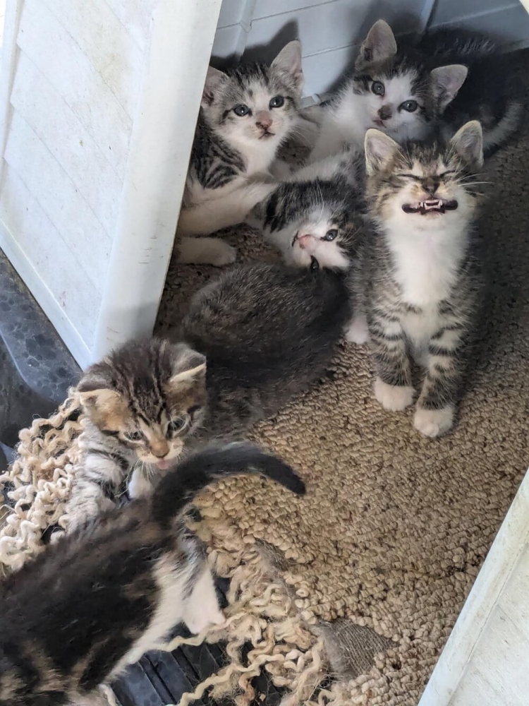 
        20+ котеек, которые ежедневно решают важные задачи и дают нам ценные жизненные уроки    
