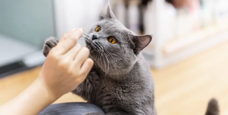 
        Кошке ищут няньку с зарплатой $87 в час: для животного надо играть на пианино    