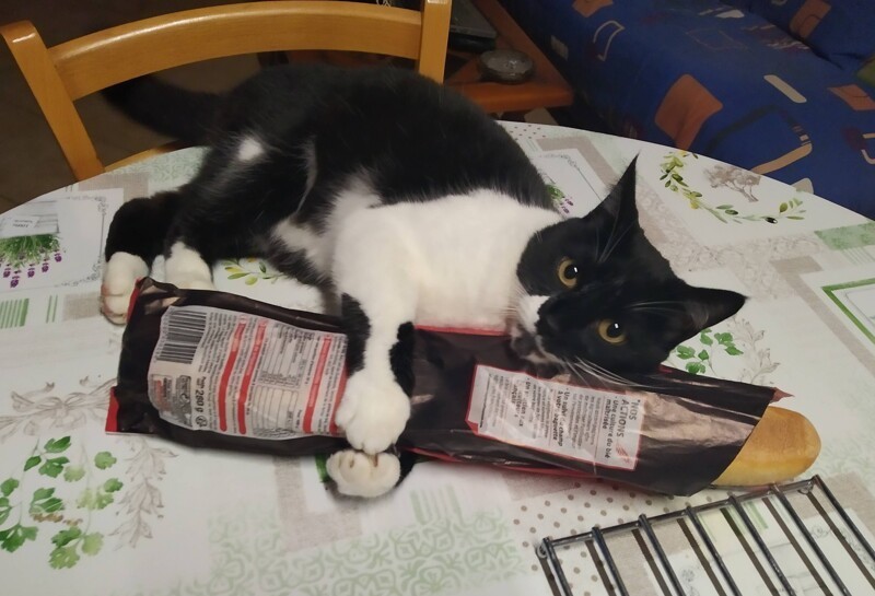 
        20+ котеек, которые ежедневно решают важные задачи и дают нам ценные жизненные уроки    