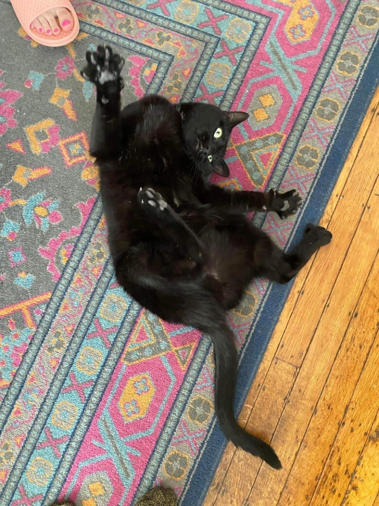 
        20+ котеек, которые ежедневно решают важные задачи и дают нам ценные жизненные уроки    