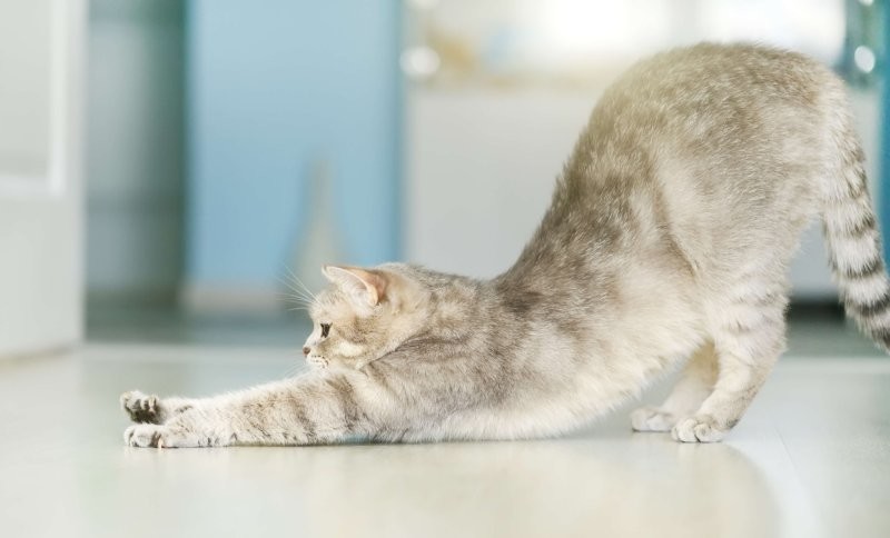 
        Кошачья йога: 20 фото, которые доказывают, что коты гнутся лучше, чем мы    