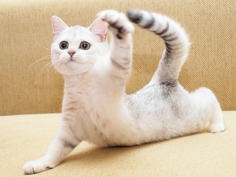 
        Кошачья йога: 20 фото, которые доказывают, что коты гнутся лучше, чем мы    