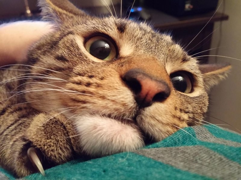 
        20+ котеек, которые ежедневно решают важные задачи и дают нам ценные жизненные уроки    