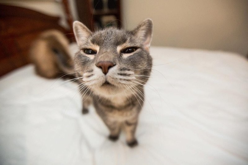 
        20+ котеек, которые ежедневно решают важные задачи и дают нам ценные жизненные уроки    